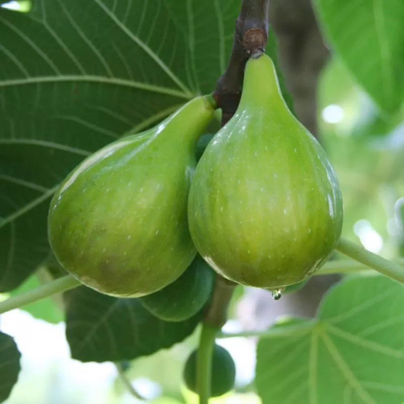 Italian Honey Fig Tree