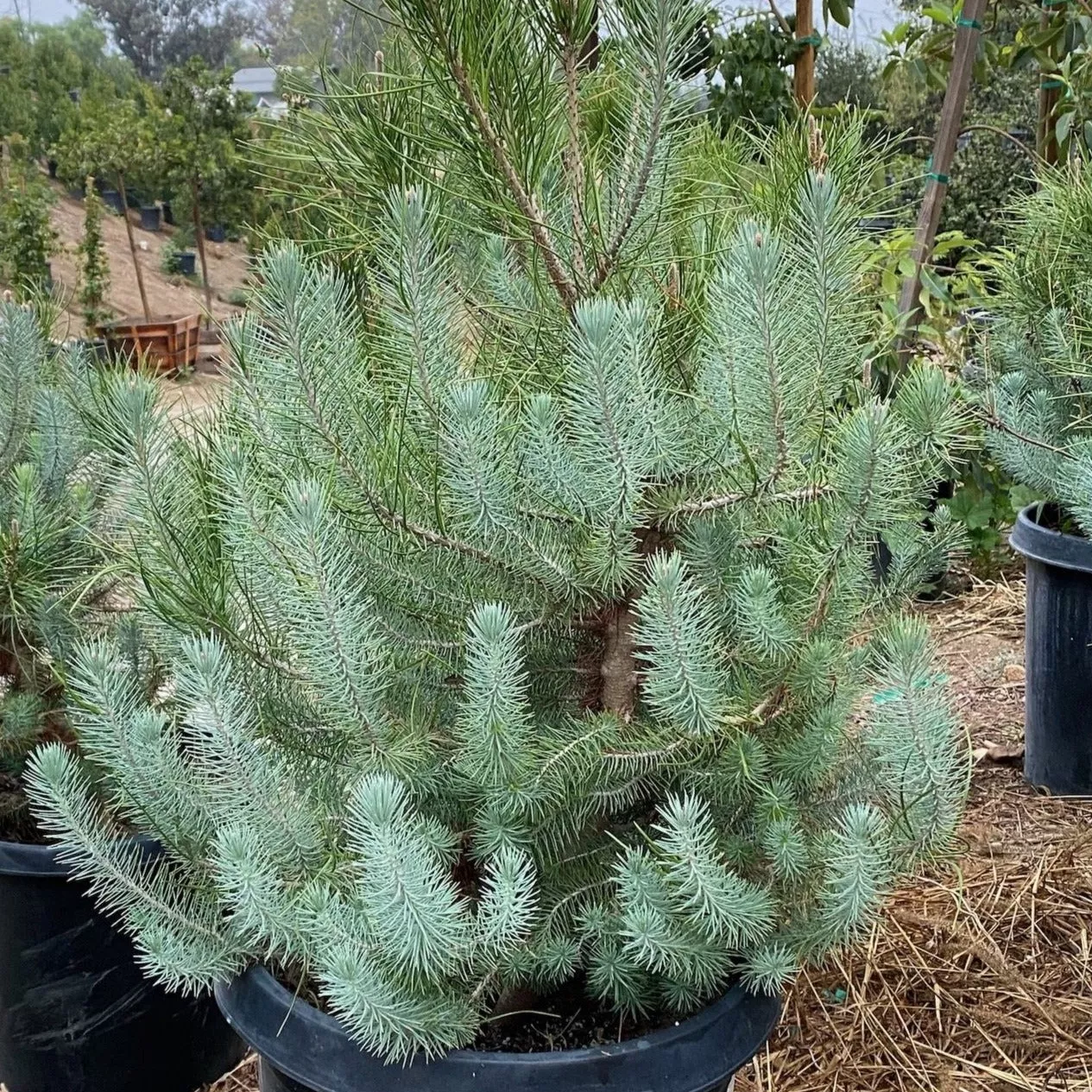 Italian Stone Pine – 5 Gallon