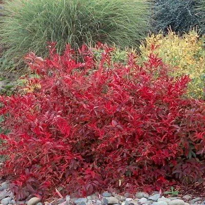 Itea virginica ‘Merlot’
