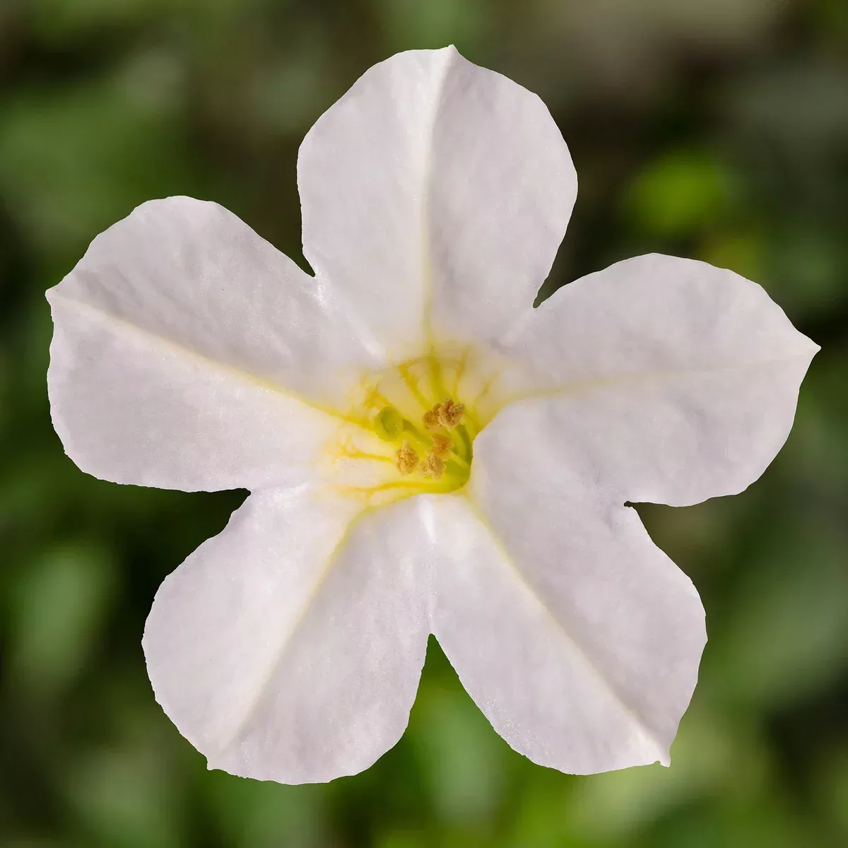 Itsy White Petunia