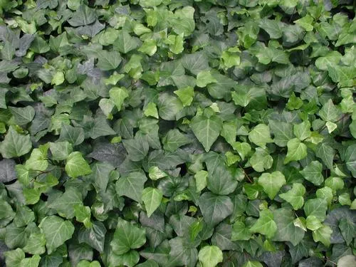 Ivy, Algerian