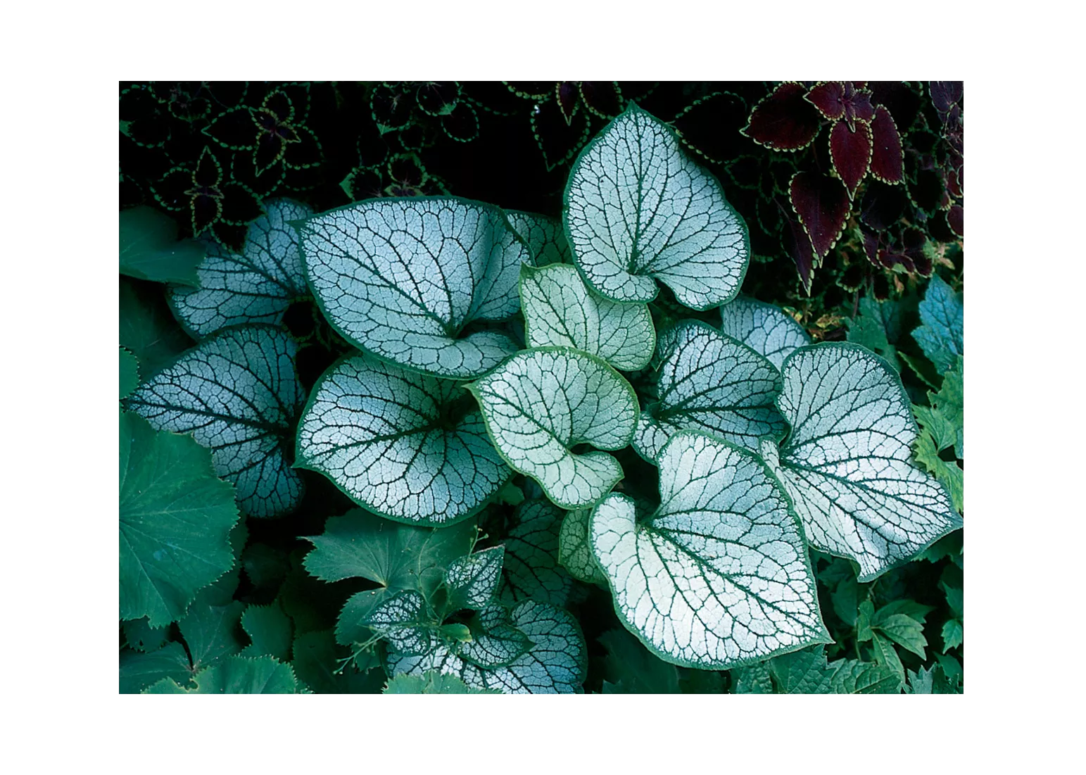 Jack Frost Brunnera