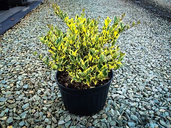 Jack Frost Privet