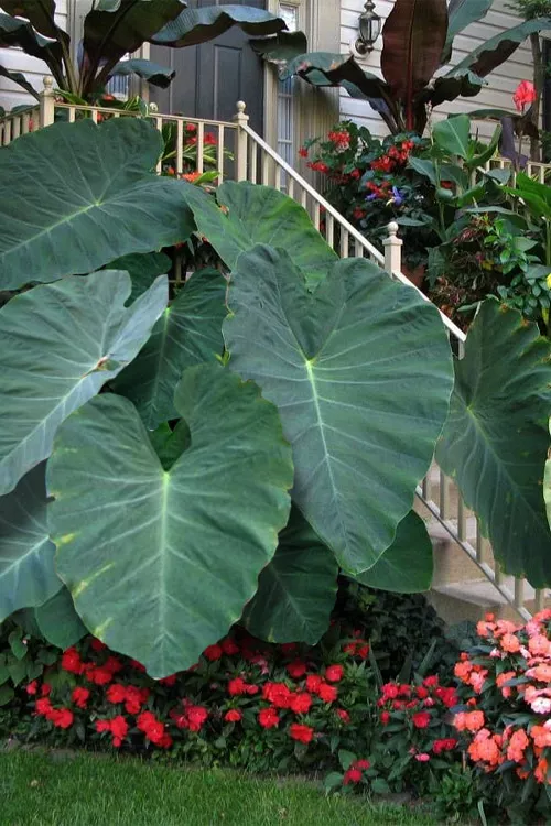 Jack's Giant Elephant Ear (Colocasia) - 2 Gallon Pot