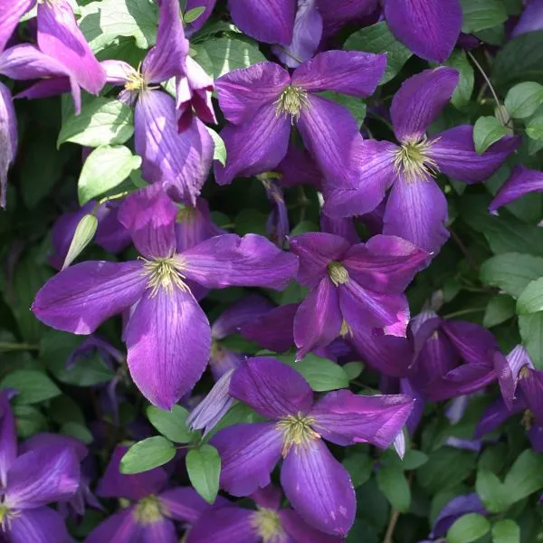 Jackman Clematis