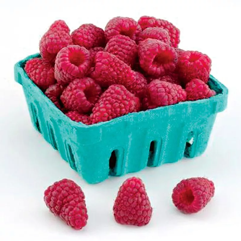 Jaclyn Primocane Red Raspberry Plant