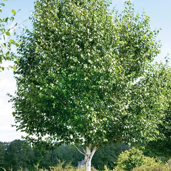 Jacquemontii Himalayan Birch Tree – #15 Container 7-8 Feet