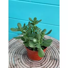Jade 6"