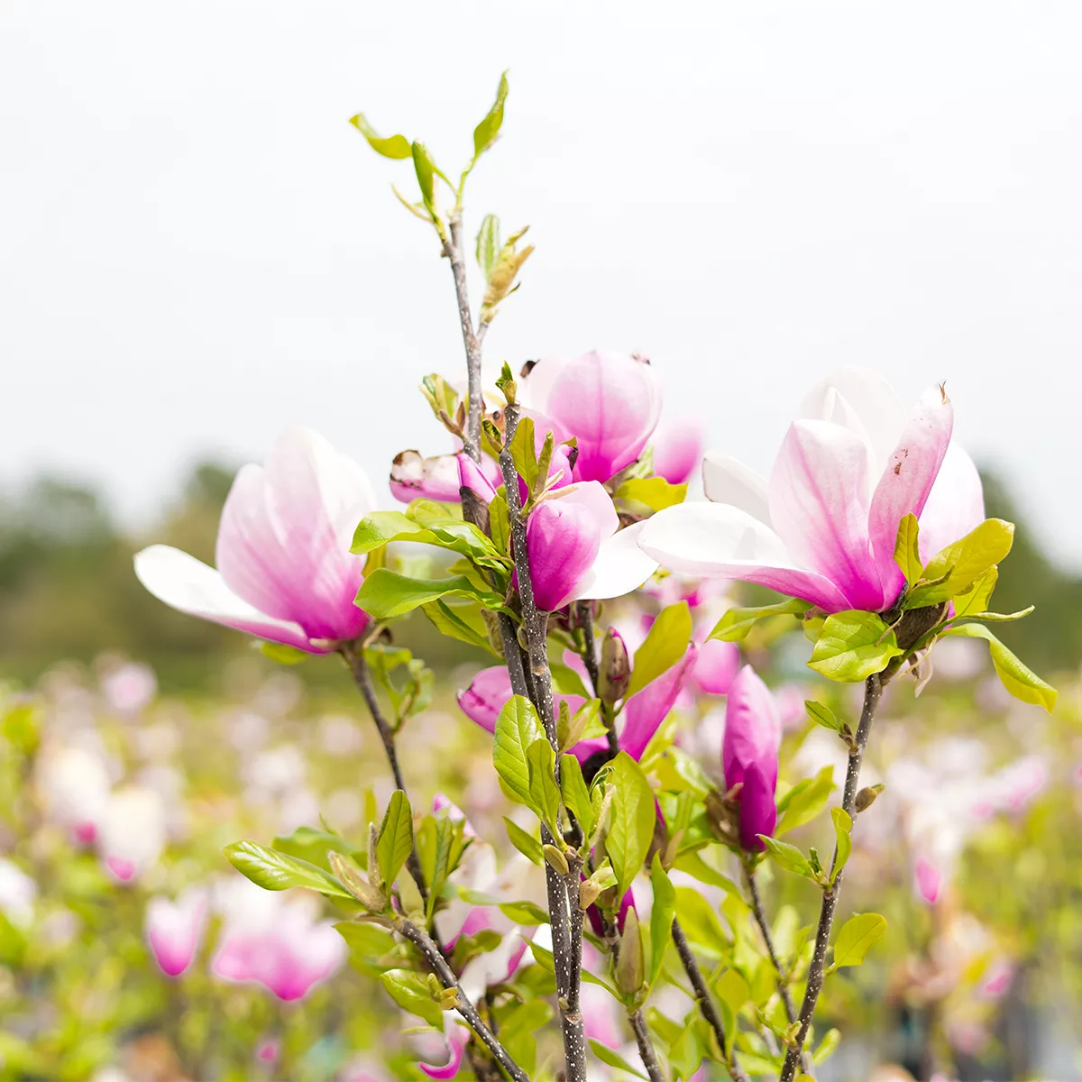 Jane Magnolia Tree – 1 Gallon