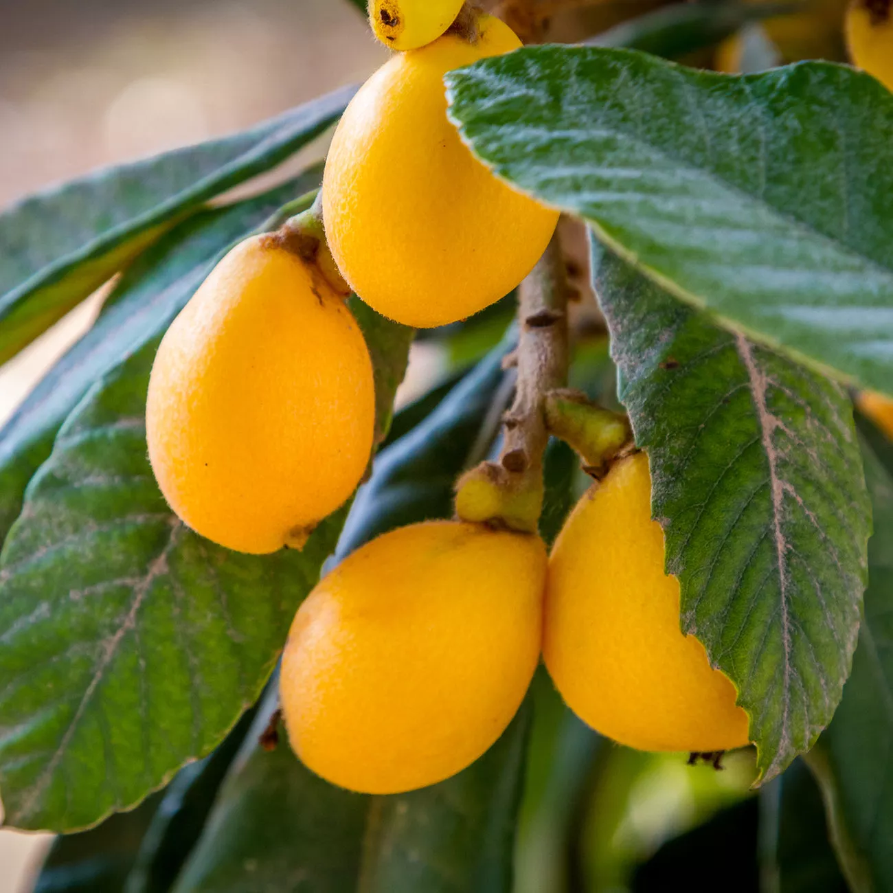Japanese Loquat Tree – 3 Gallon
