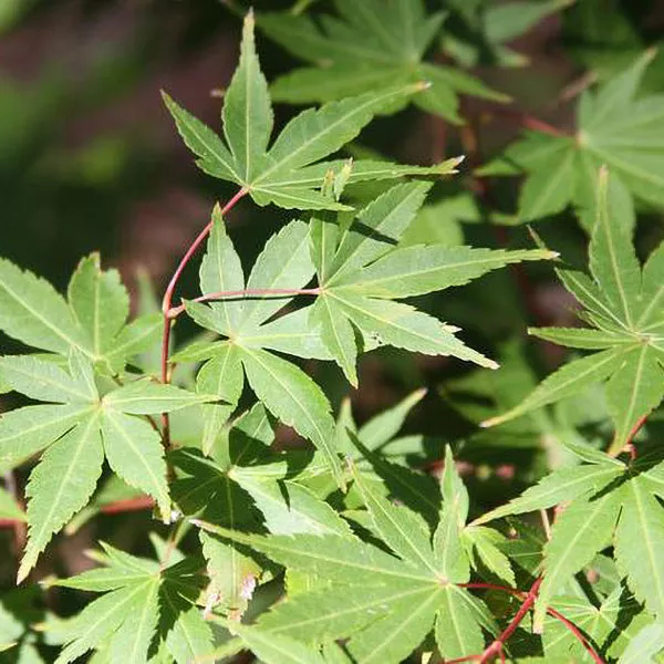 Japanese Maple – 25 Gallon ( 6 – 7 ft. )