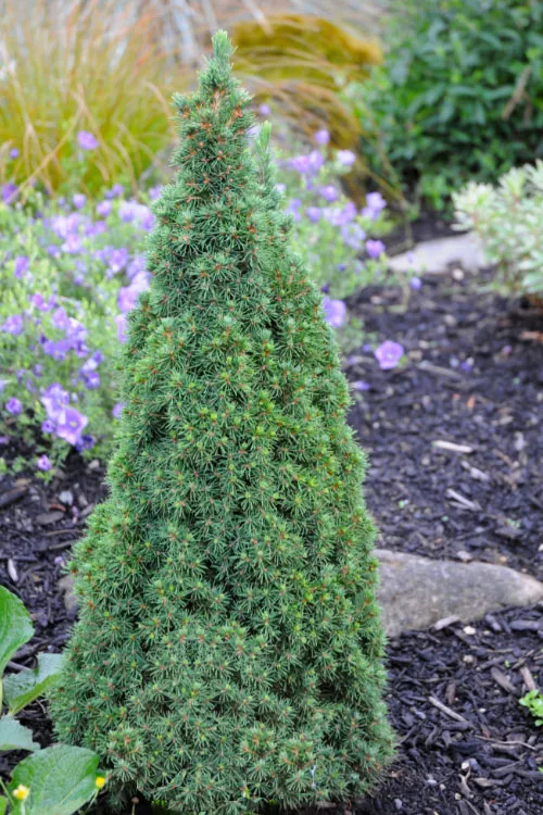 Jean's Dilly Dwarf Alberta Spruce - Quart Pot