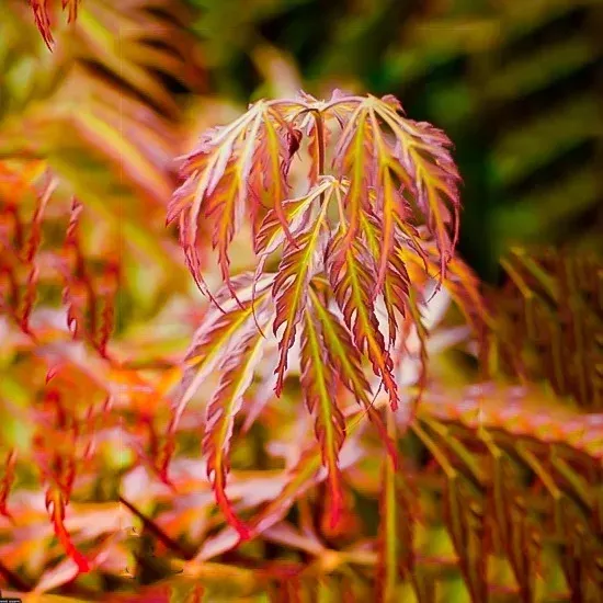 Jeddeloh Orange Japanese Maple