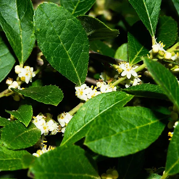 Jim Dandy™ Winterberry Holly