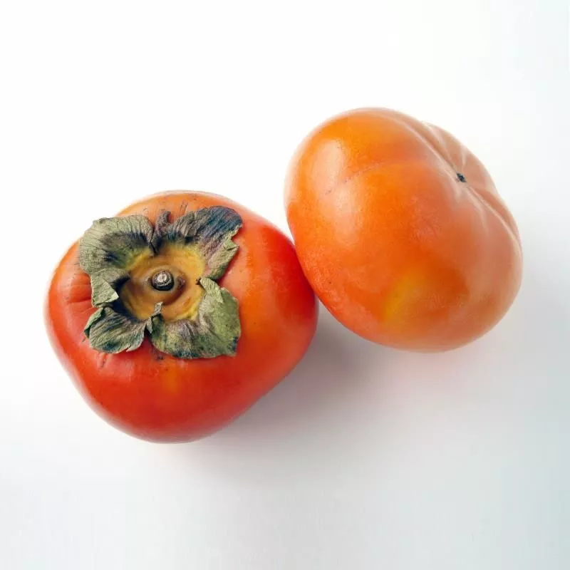 Jiro Asian Persimmon Tree