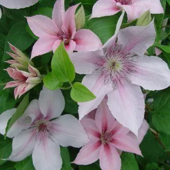 John Paul II Clematis Plant