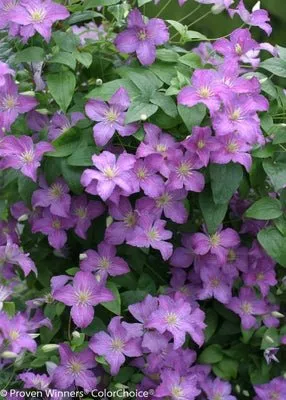 Jolly Good Clematis sp.