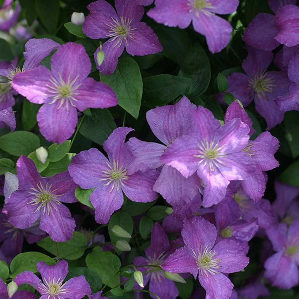 Jolly Good™ Clematis