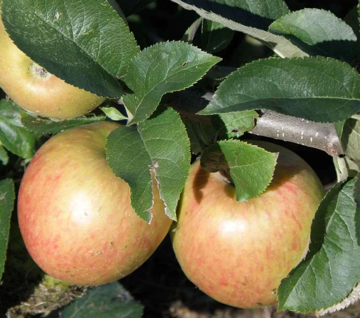 Jonagold Apple Tree – Dwarf (4′-5′)