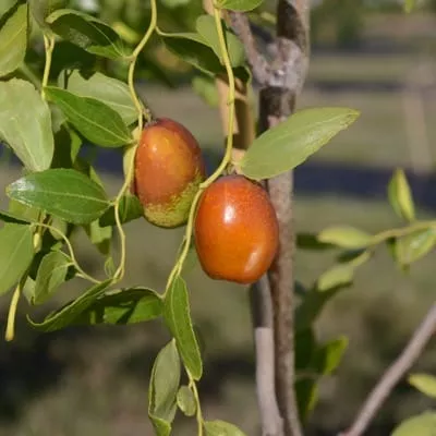 Jujube (Zigzag)