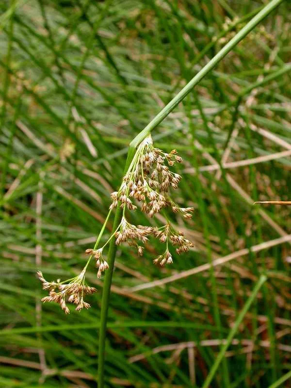Juncus effusus