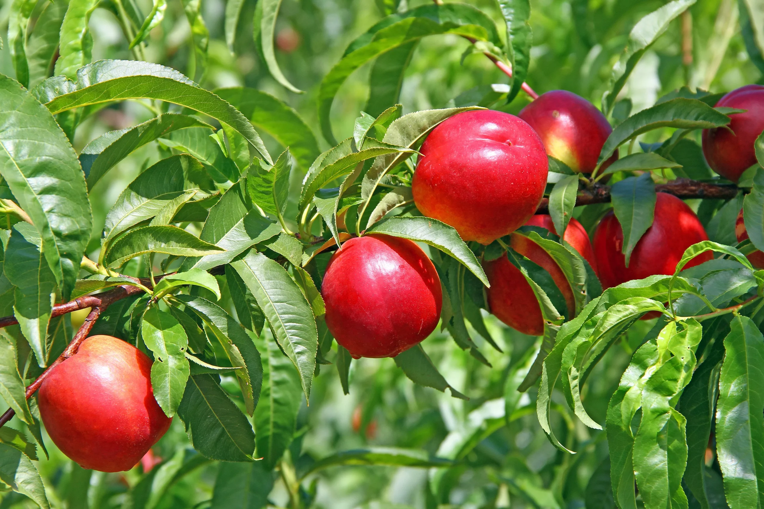 June Princess Nectarine Tree – 4-5 ft