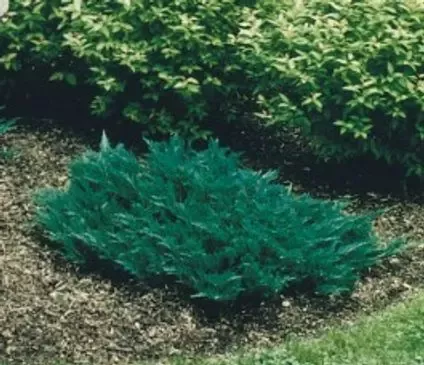 Juniper, Bar Harbor