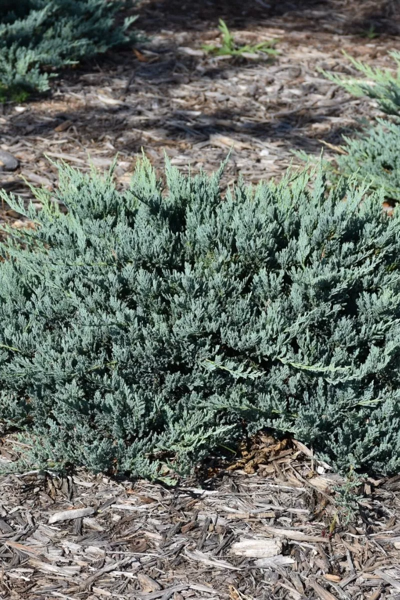 Juniper, Blue Chip