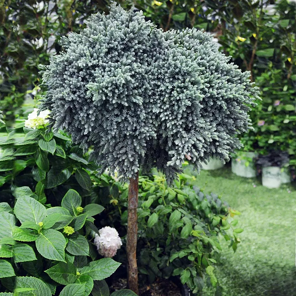Juniperus "Blue Star"24inch STDTree Form