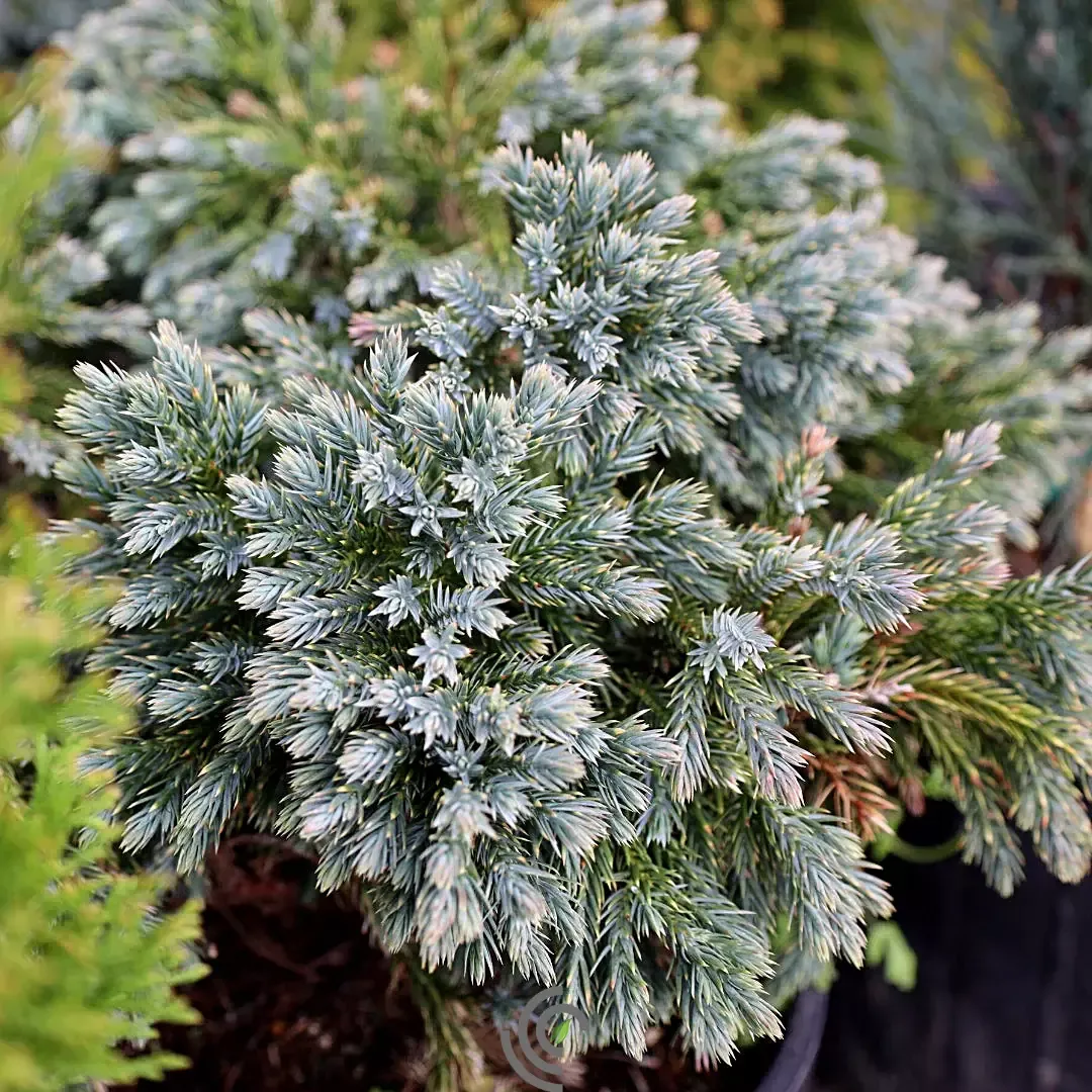 Juniperus "Blue Star"#3 Container