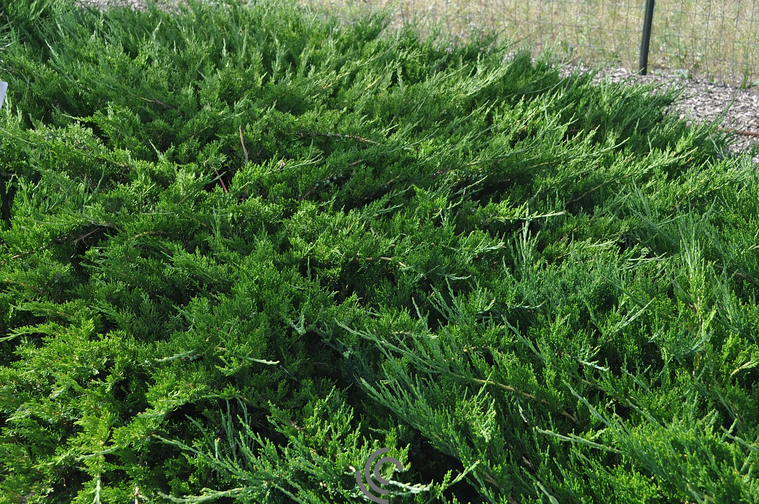 Juniperus "Buffalo"