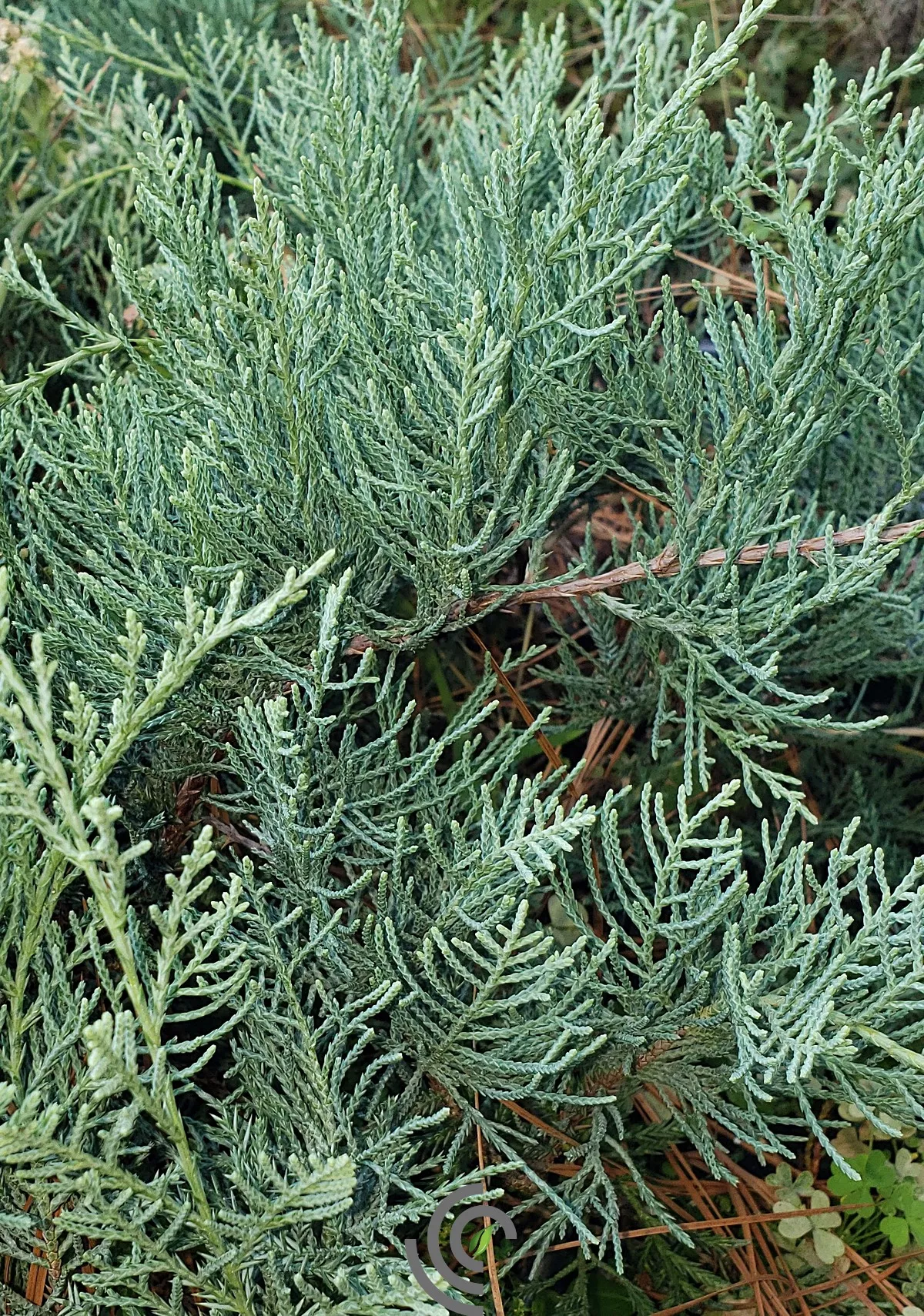 Juniperus "Grey Owl"#3 Container