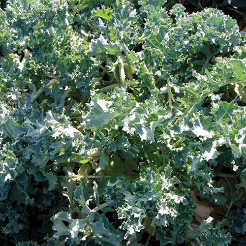 Kale Dwarf Siberian (50 Days)