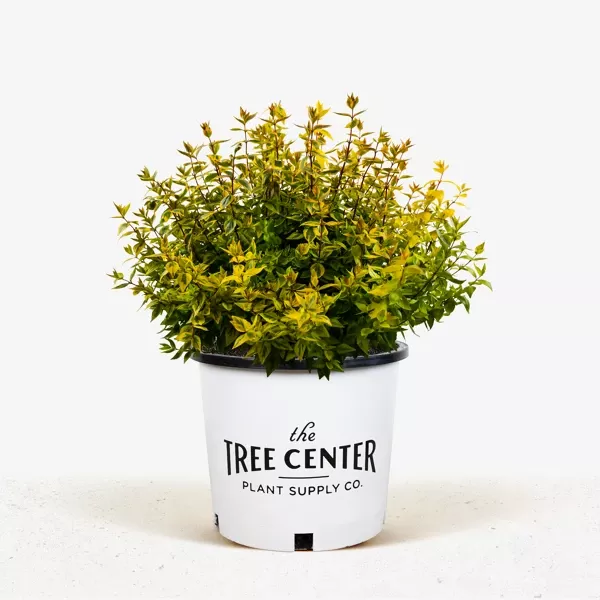 Kaleidoscope Abelia