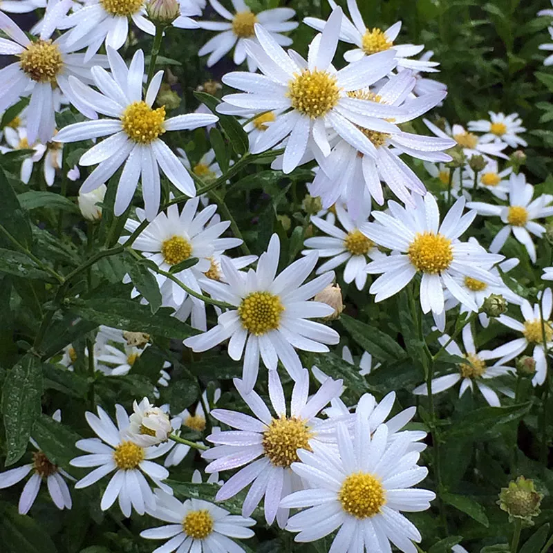 Kalimeris integrifolia ‘Daisy Mae’