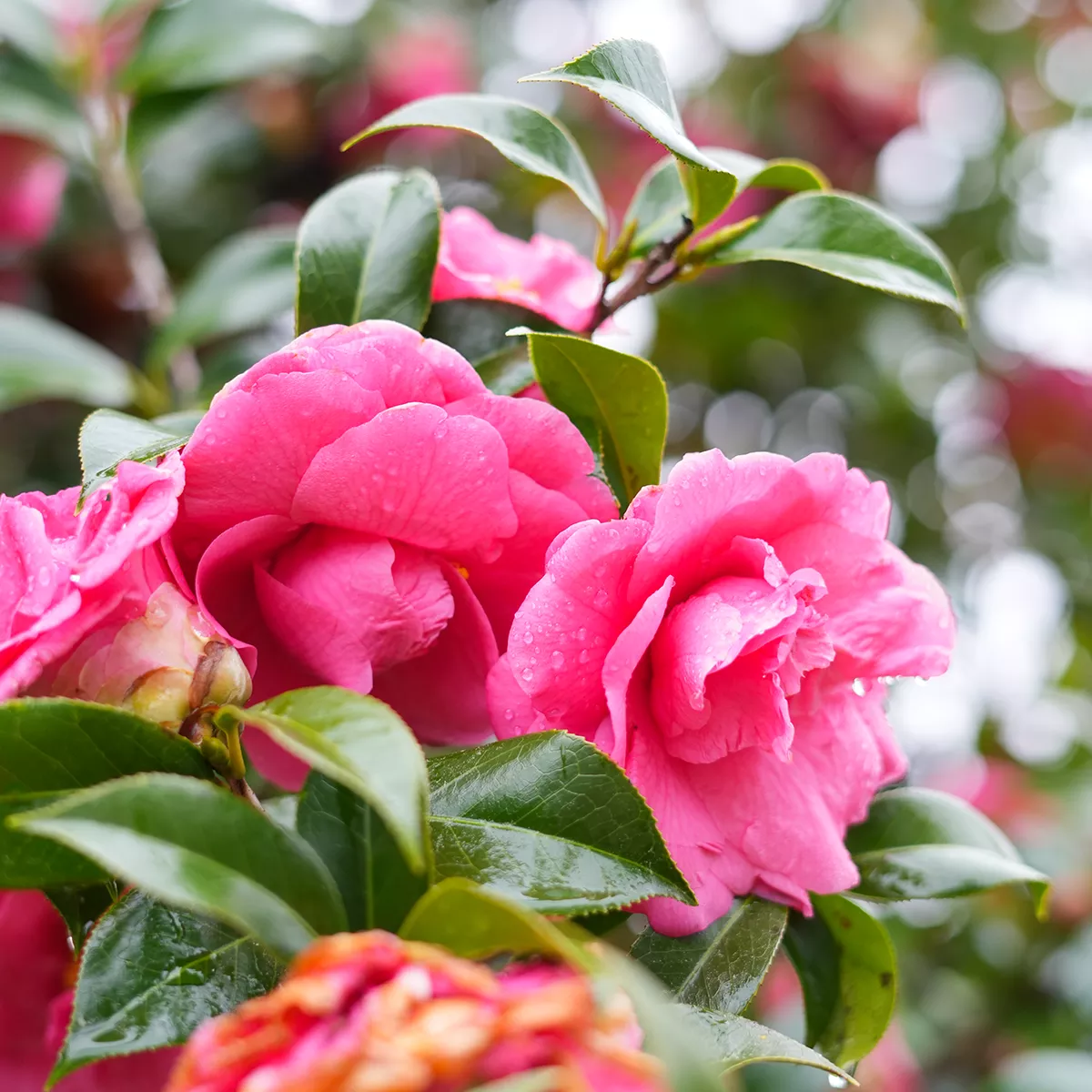 Kanjiro Camellia – 1 Gallon