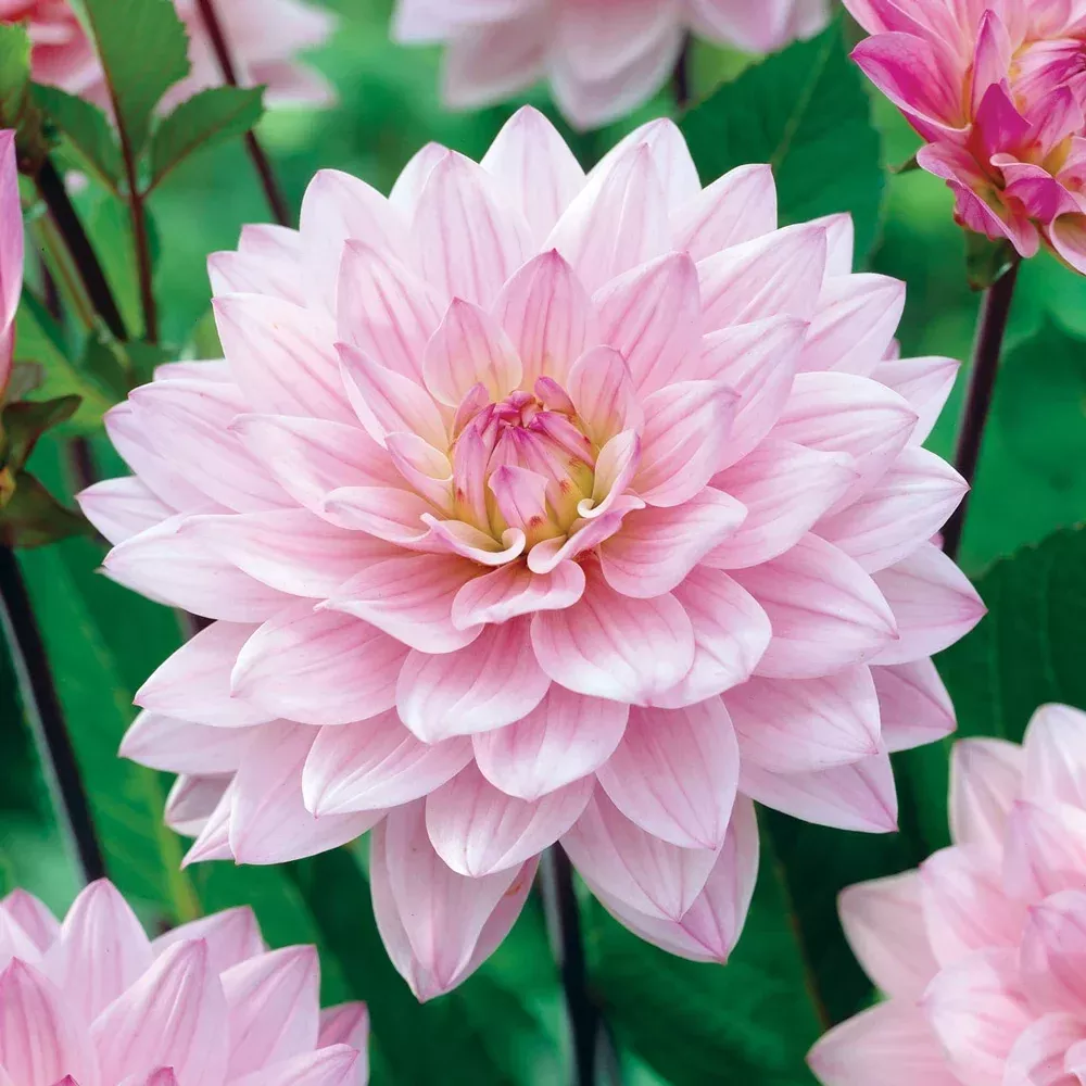 Karma Dahlias Prospero