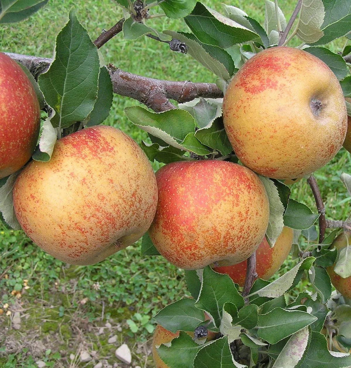 Karmijn de Sonnaville Apple – Dwarf (4′-5′)