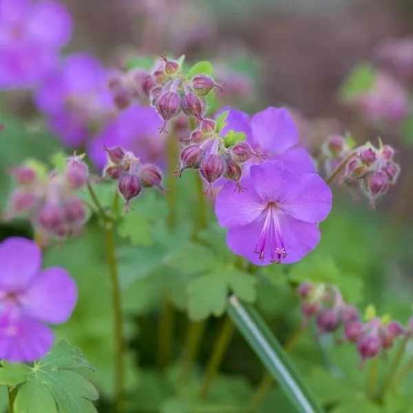 Karmina Cranesbill Geranium – #1 Container