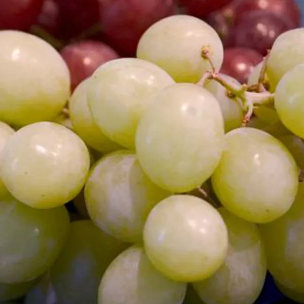 Kay Grape Vine – Bareroot