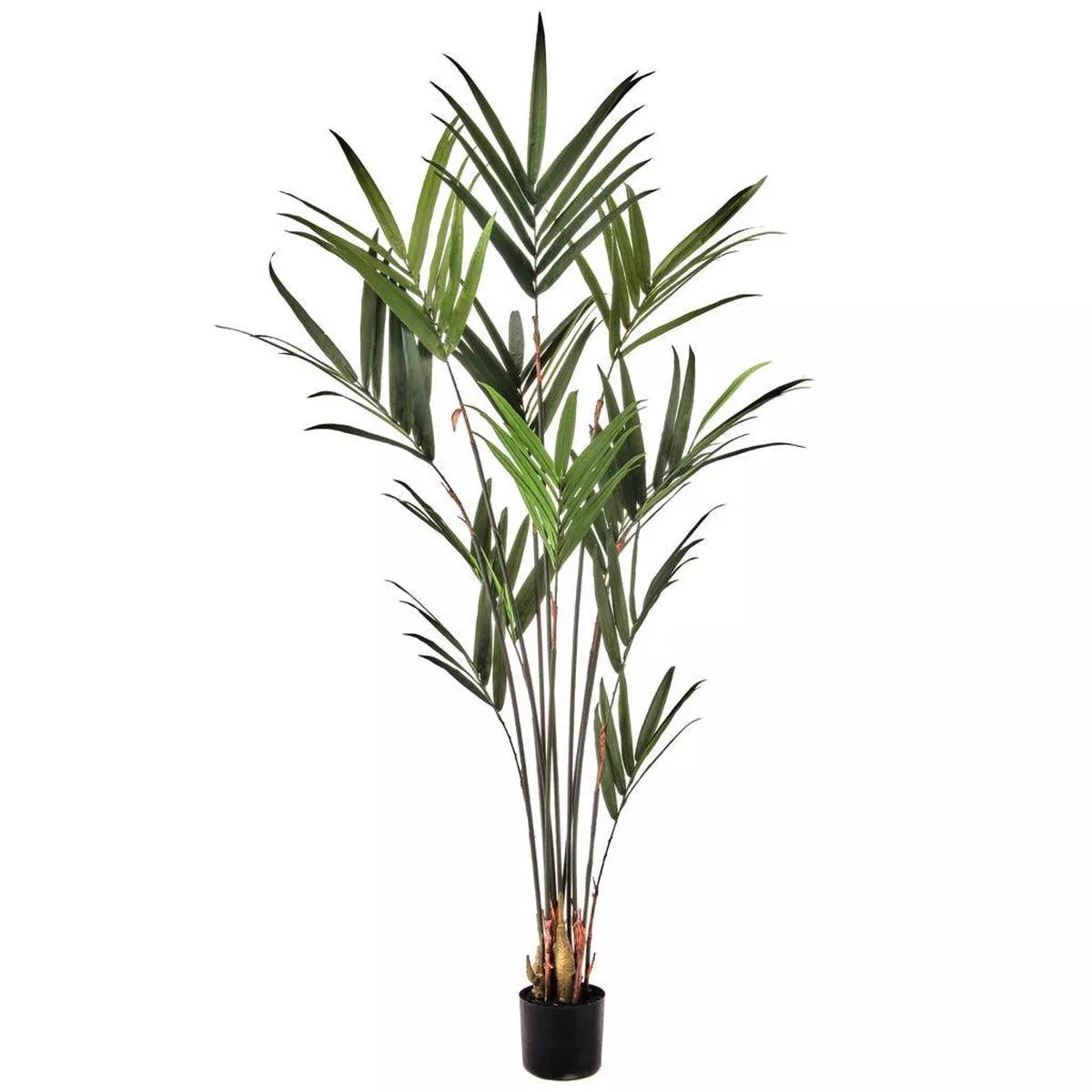 Kentia Palm Everlasting 6 ’