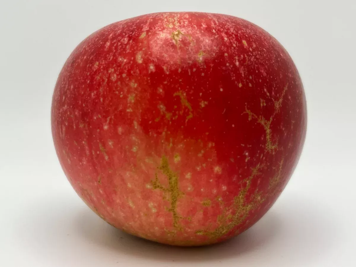 Kickapoo Spice Apple Tree