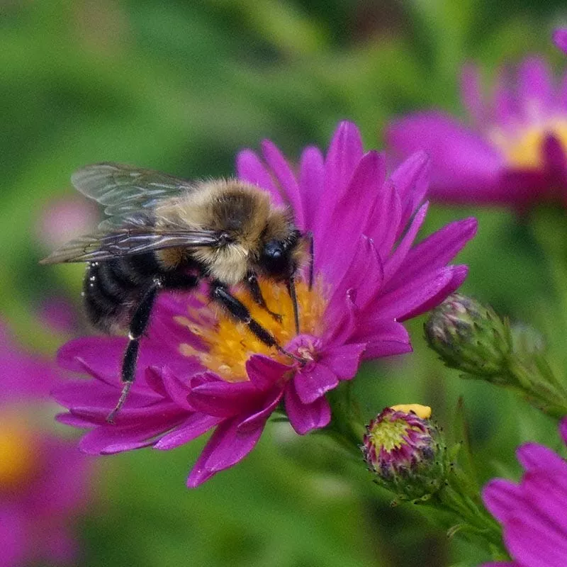 KICKIN Carmine Red Aster
