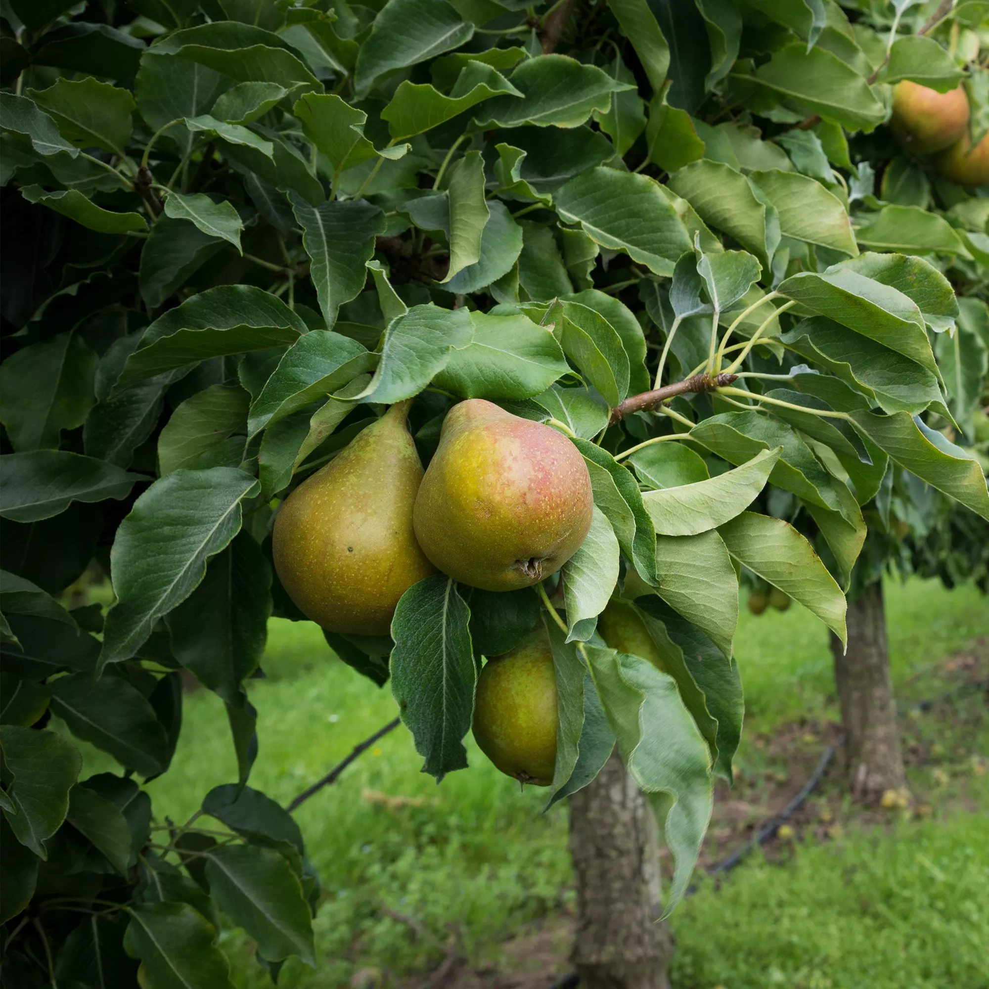 Kieffer Pear Tree – 1-2 ft