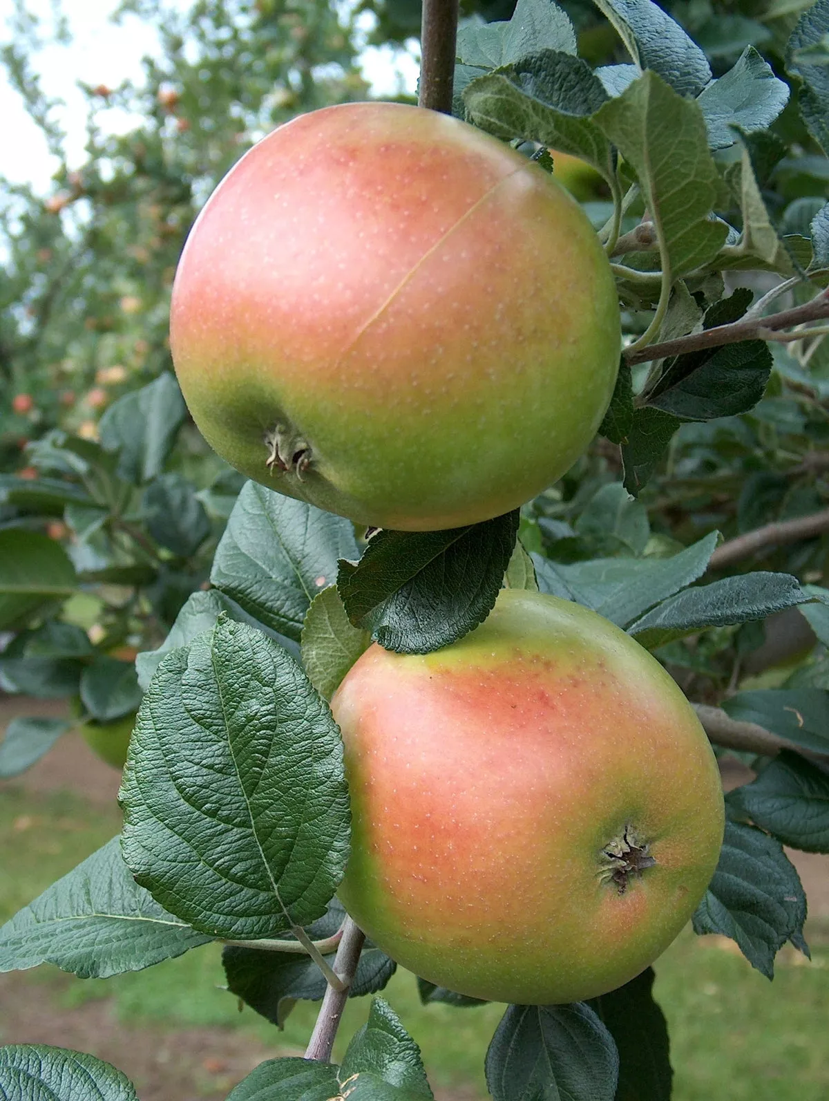 King Edward VII Apple – Dwarf (4′-5′)
