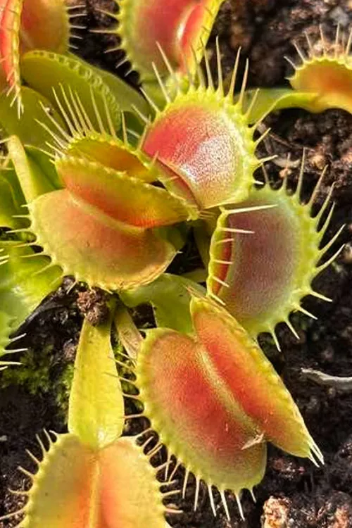 King Henry Venus Flytrap Plant - 1 Gallon Pot