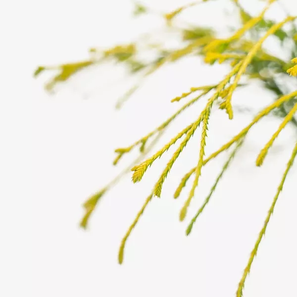 Kings Gold Cypress