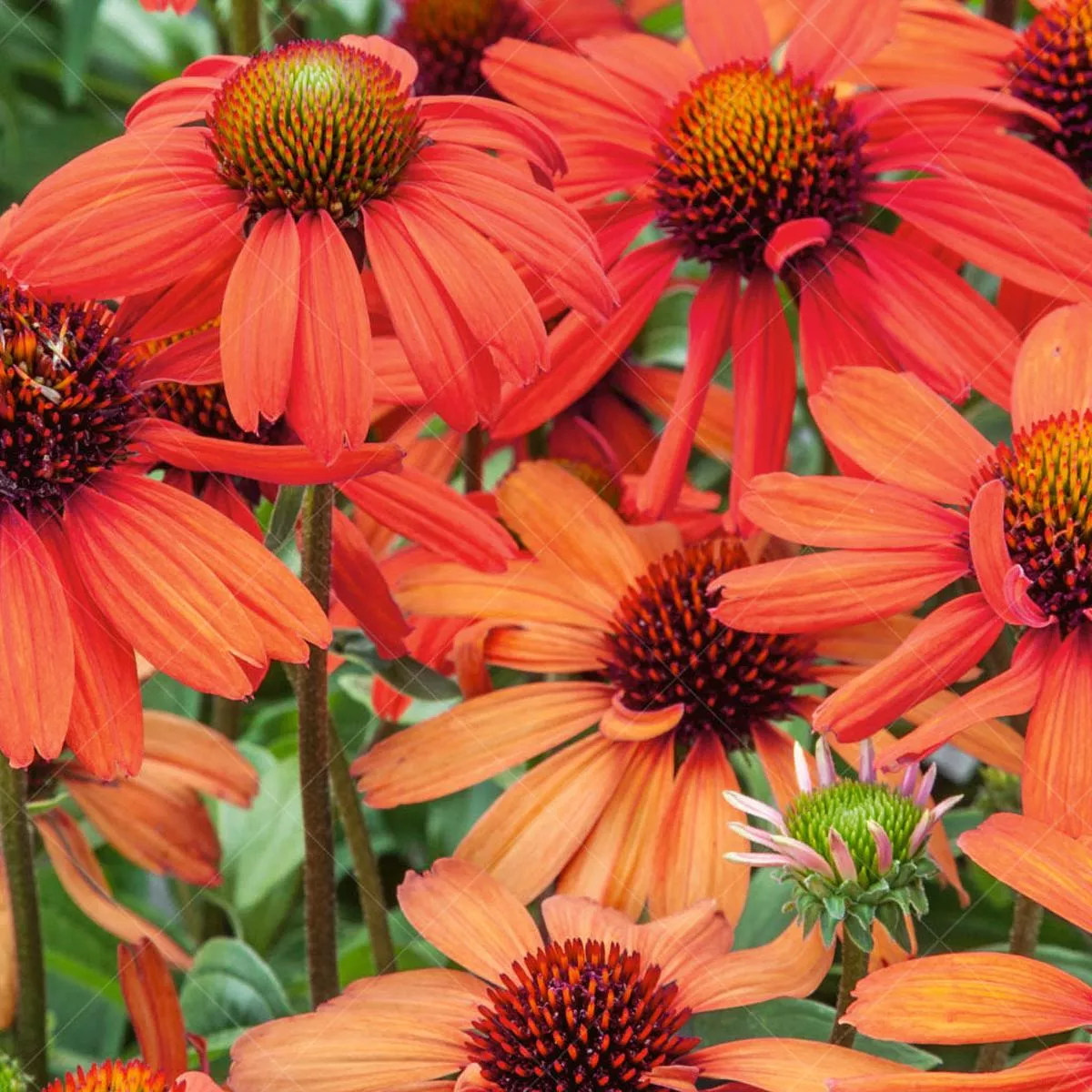 Kismet Intense Orange Coneflower