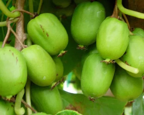 Kiwi Berry (Chang Bai)