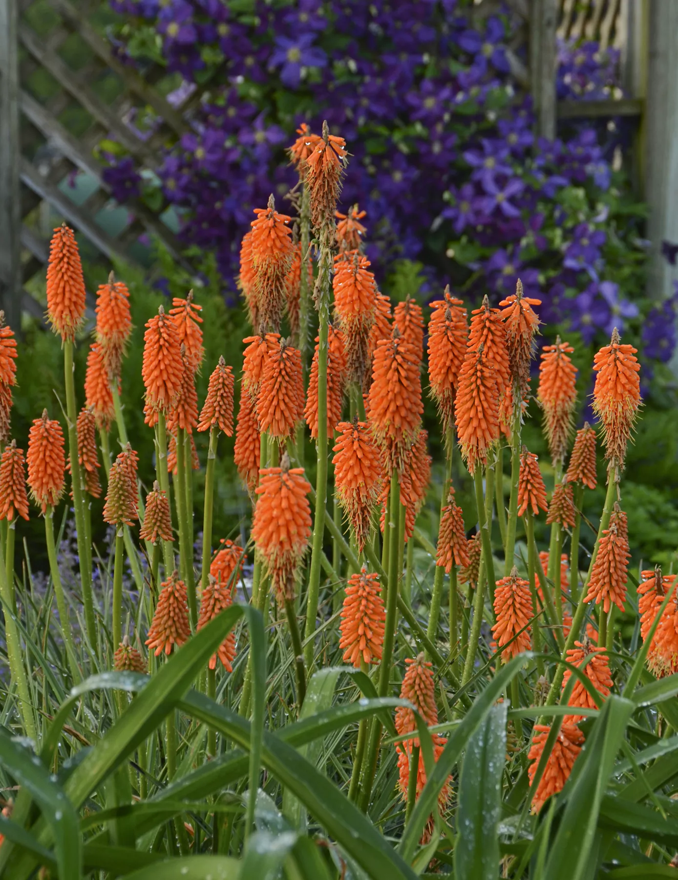 Kniphofia ‘First Sunrise’ PP16036